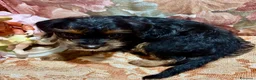 Yorkshire cani in vendita: Ultimo cucciolo di Yorkshire  - Annuncio 8