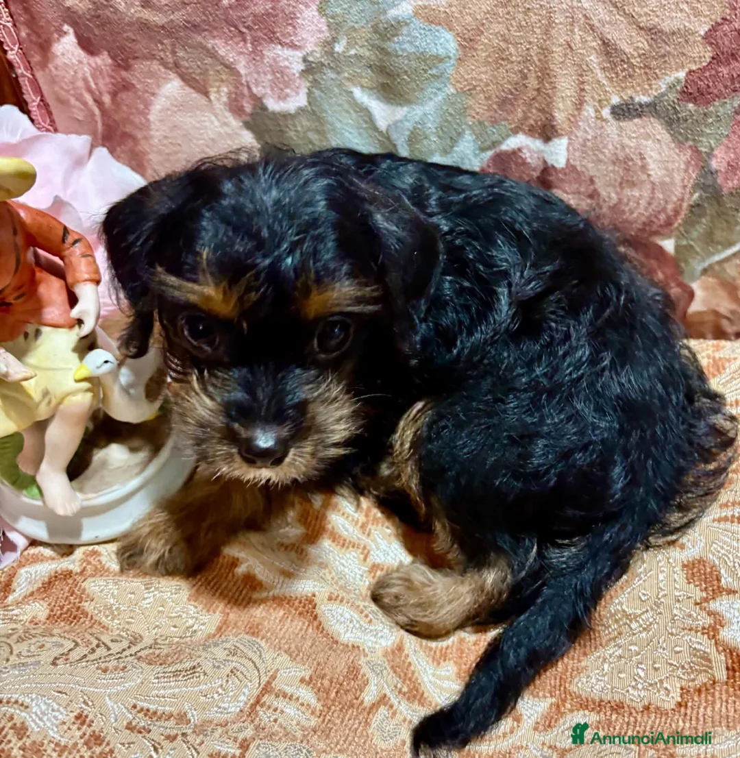 Yorkshire cani in vendita: Ultimo cucciolo di Yorkshire  - Annuncio 8