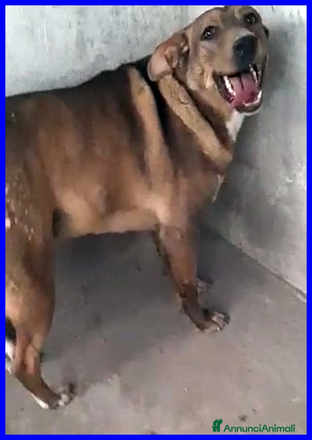 Meticcio cani in regalo: STOCCOLMA una patatone tg media a Città Metropolitana di Torino - Annuncio 2