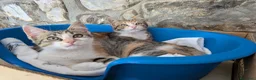 Meticcio gatti in regalo: Le sorelline Pica e Tina - Annuncio 2