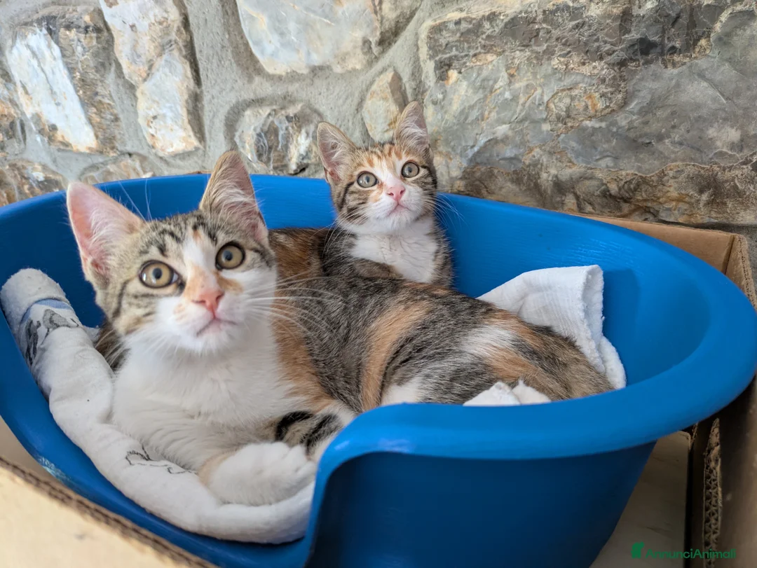 Meticcio gatti in regalo: Le sorelline Pica e Tina - Annuncio 2