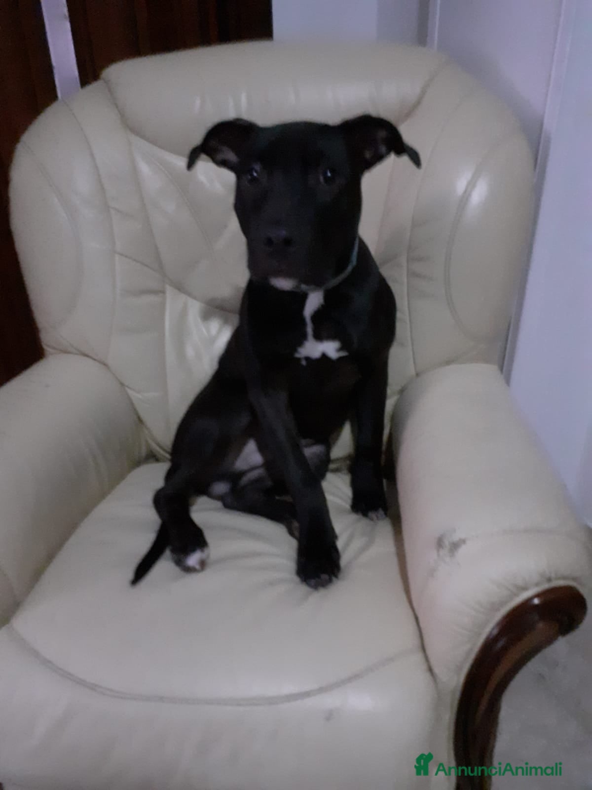 Pitbull cani Pitbull in regalo  - Annuncio 4