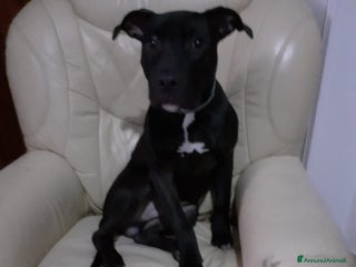 Pitbull cani Pitbull in regalo - Annuncio 6