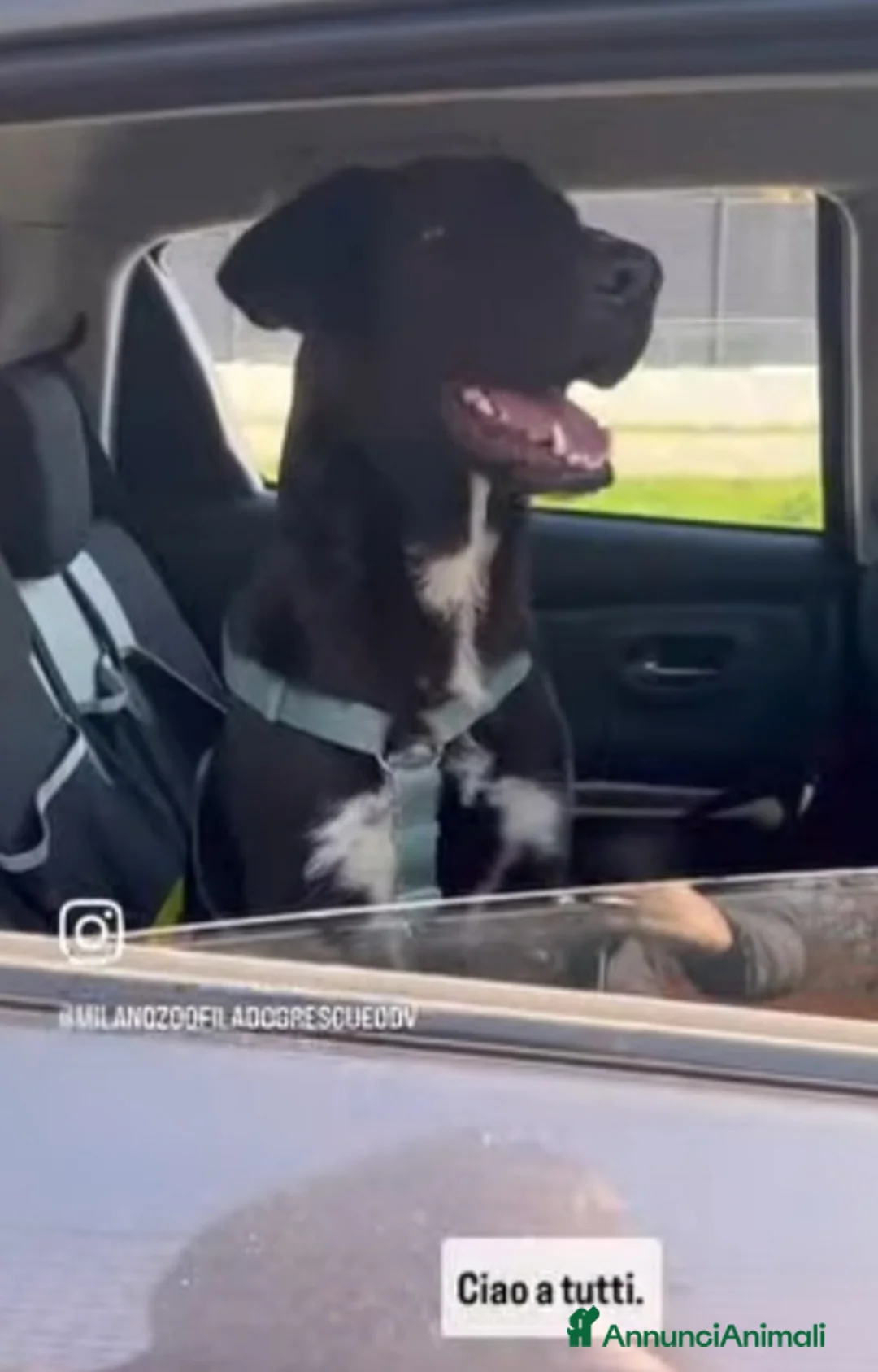 Meticcio cani in regalo: 18mesi tg media nero,in canile.MILANO SOS CASA - Annuncio 8