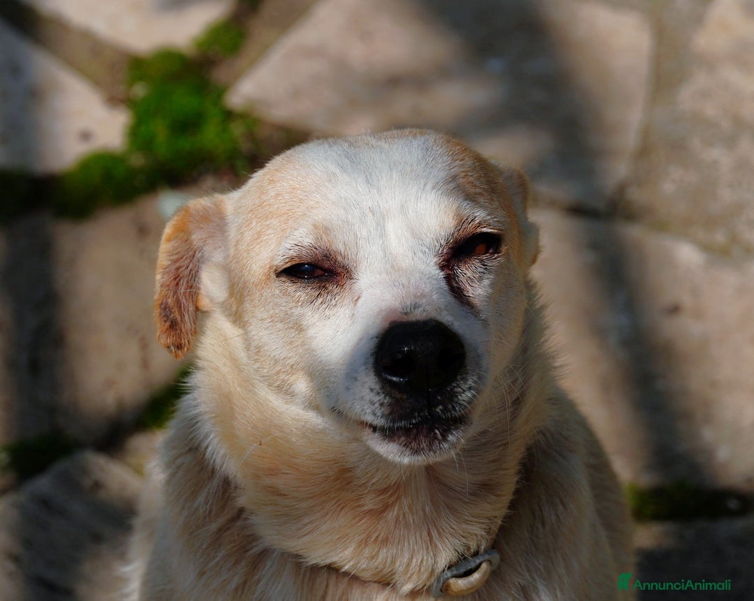 Meticcio cani in regalo: Panna, adozione del ❤️ - Annuncio 4