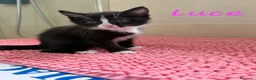 Europeo gatti in regalo: È IN ARRIVO UN CARICO DI GATTINE - Annuncio 5