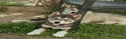 Alaskan Malamute cani in vendita: Cucciola di alaskan malamute  - Annuncio 1
