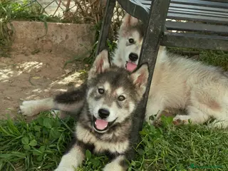 Alaskan Malamute cani Cucciola di alaskan malamute - Annuncio 1
