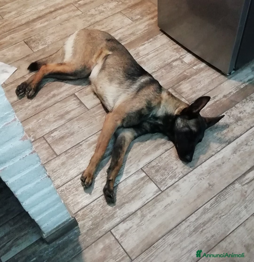 Pastore Belga cani in vendita: Cuccioli pastore belga Malinois con Pedigree ENCI - Annuncio 12