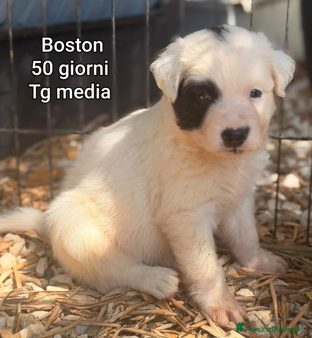 Meticcio cani in regalo: TROPPI CUCCIOLI SOLI IN RIFUGIO  a Provincia di Verona - Annuncio 1