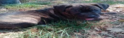 Cane Corso cani in vendita: Cuccioli di Cane Corso - Annuncio 8