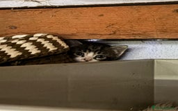 Altre razze gatti in vendita: 7 allegri batuffoli in cerca di casa a Province of Brescia - Immagine 2