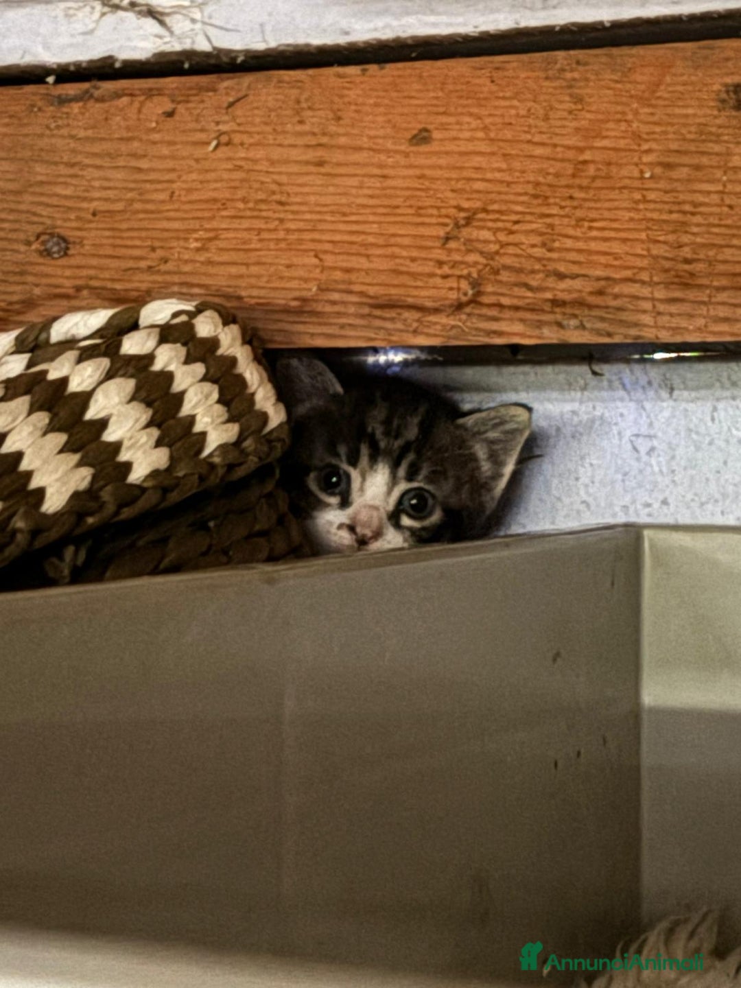 Altre razze gatti in vendita: 7 allegri batuffoli in cerca di casa a Province of Brescia - Immagine 2