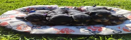 Cocker cani in vendita: Cocker  - Annuncio 3