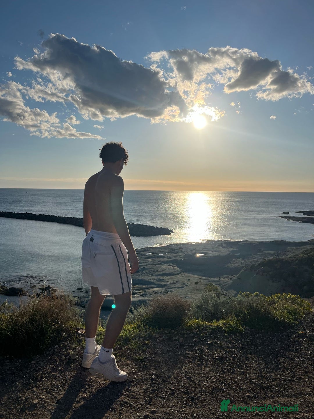 Bullmastiff cani per accoppiamento: Stallone disponibile - Annuncio 8