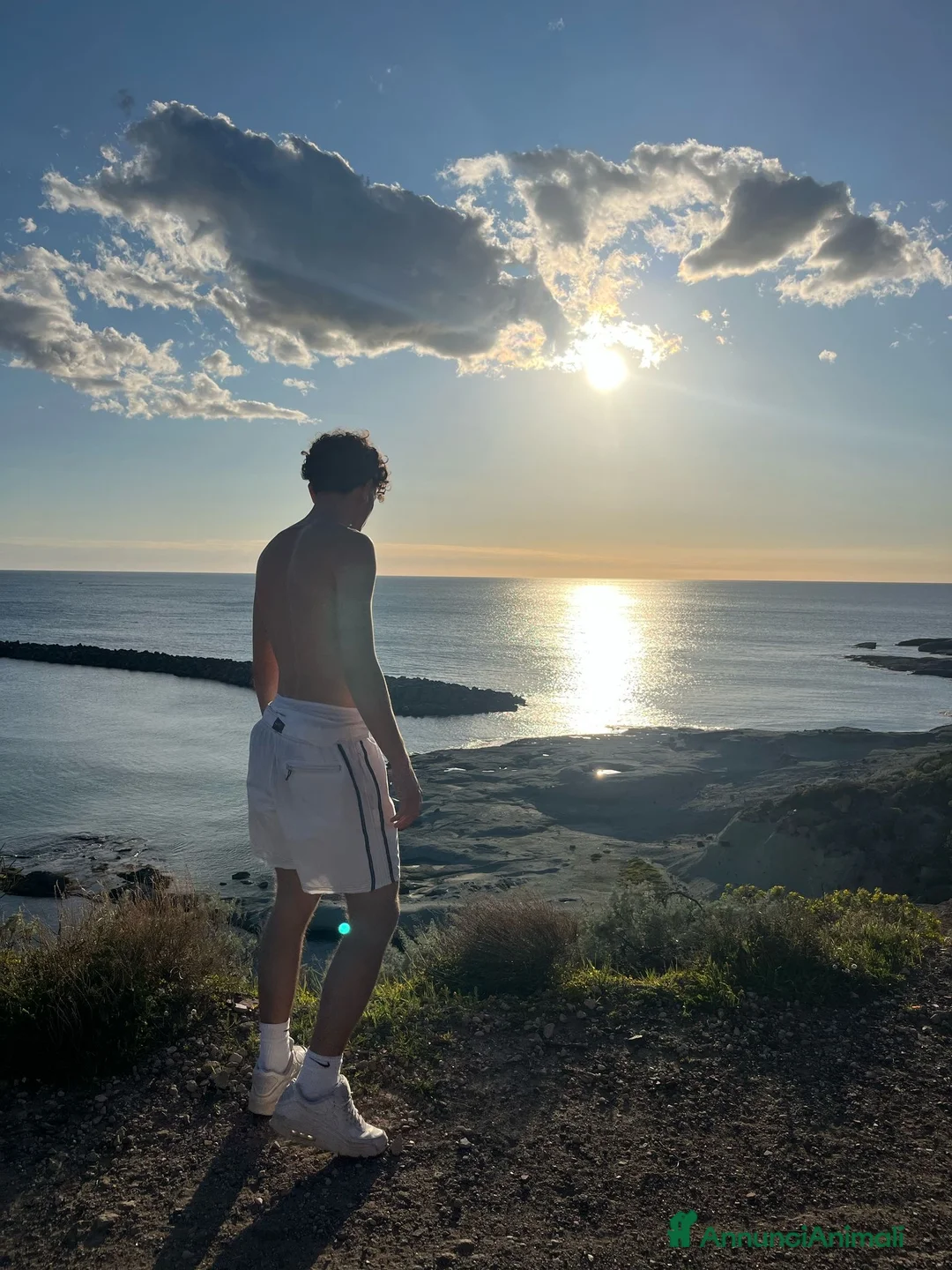 Bullmastiff cani per accoppiamento: Stallone disponibile - Annuncio 8