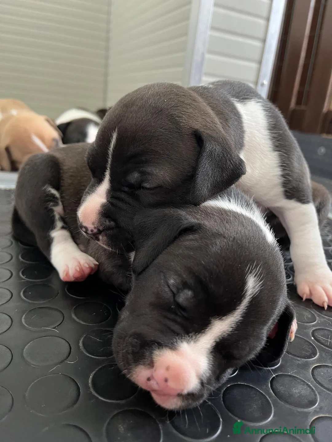 American Staffordshire cani in vendita: American Staffordshire Terrier  a Provincia di Lecco - Annuncio 5