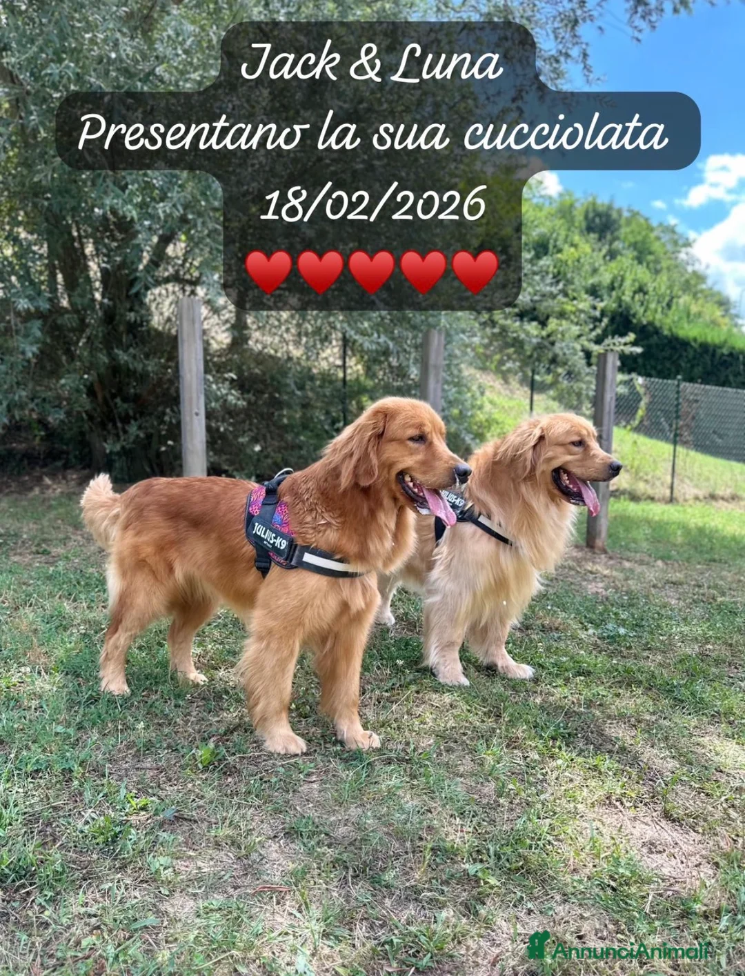 Golden Retriever cani in vendita: Cuccioli Golden retriever americano 100% - Annuncio 2