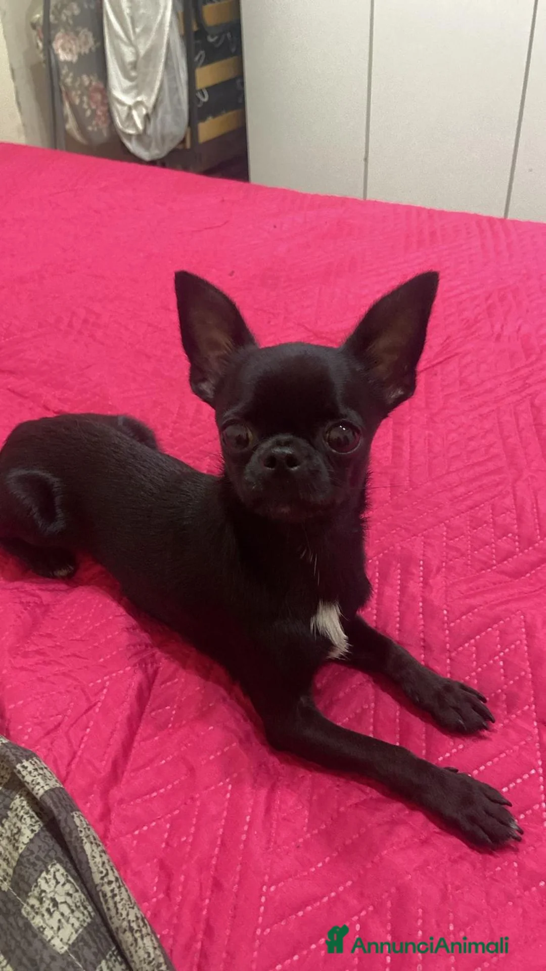 Chihuahua cani per accoppiamento: Chihuahua messicano Toys per accoppiamento  - Annuncio 2