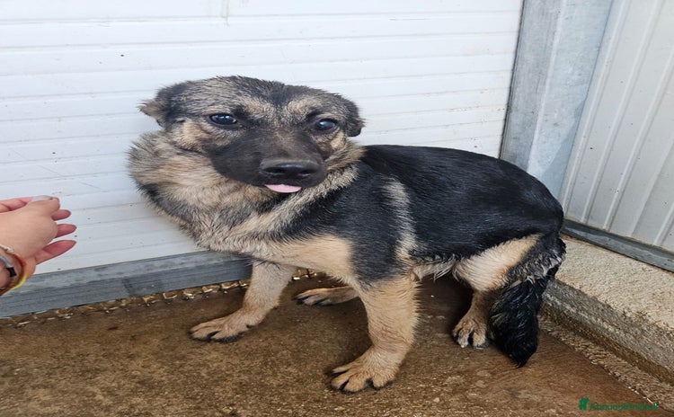 Meticcio cani - Annuncio 15