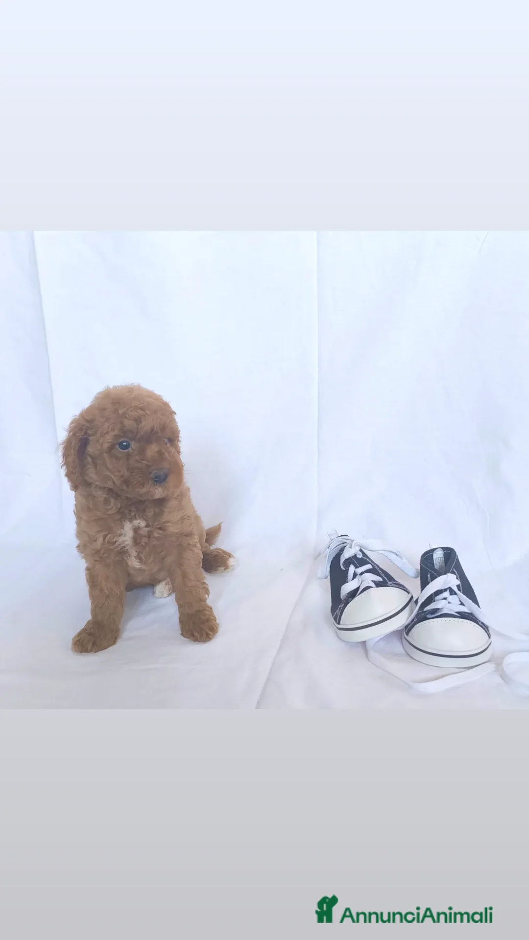 Barboncino cani in vendita: Sani e Deliziosi Barboncini - Annuncio 5