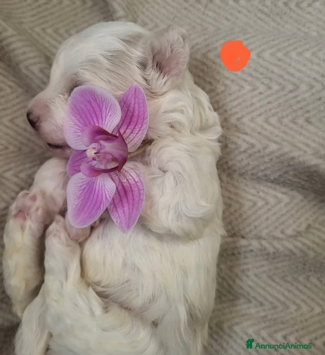 Meticcio cani in vendita: Cuccioli Toy Maltipoo - Annuncio 10