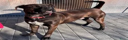 Meticcio cani in regalo: NIGEL CERCA AMORE - Annuncio 2
