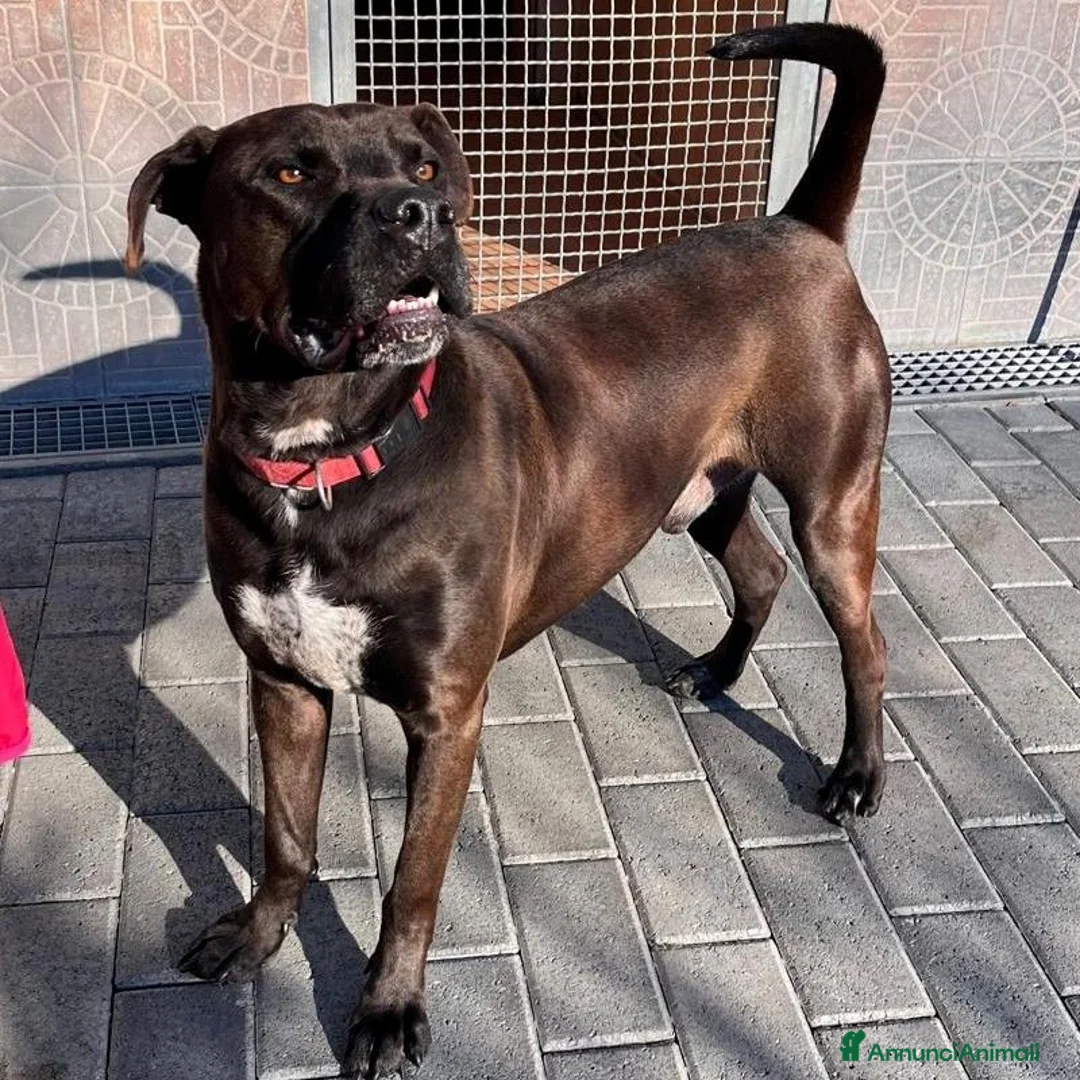 Meticcio cani in regalo: NIGEL CERCA AMORE - Annuncio 2