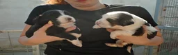 Meticcio cani in regalo: Leo: cucciolo taglia media  - Annuncio 3