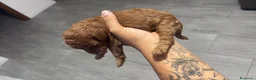 Barboncino Toy cani in vendita: Barboncini toy  - Annuncio 5
