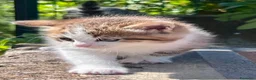 Siberiano gatti in vendita: Cuccioli di gatto Siberiano - Annuncio 3