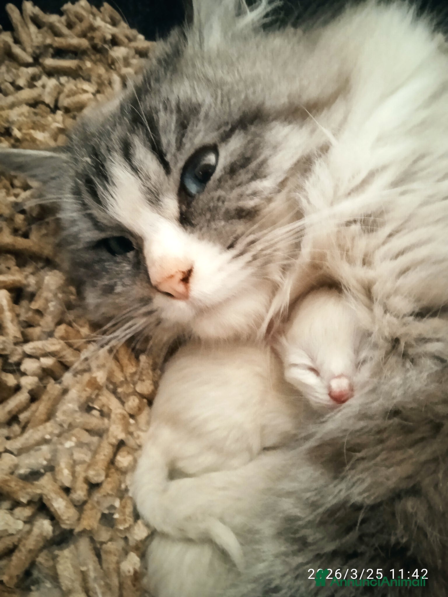 Siberiano gatti Siberiani Neva masquerade Seal tabby point  - Annuncio 5