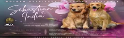 Golden Retriever cani in vendita: Cuccioli disponibili Golden Retriever allevamento  a Provincia di Lecco - Annuncio 3