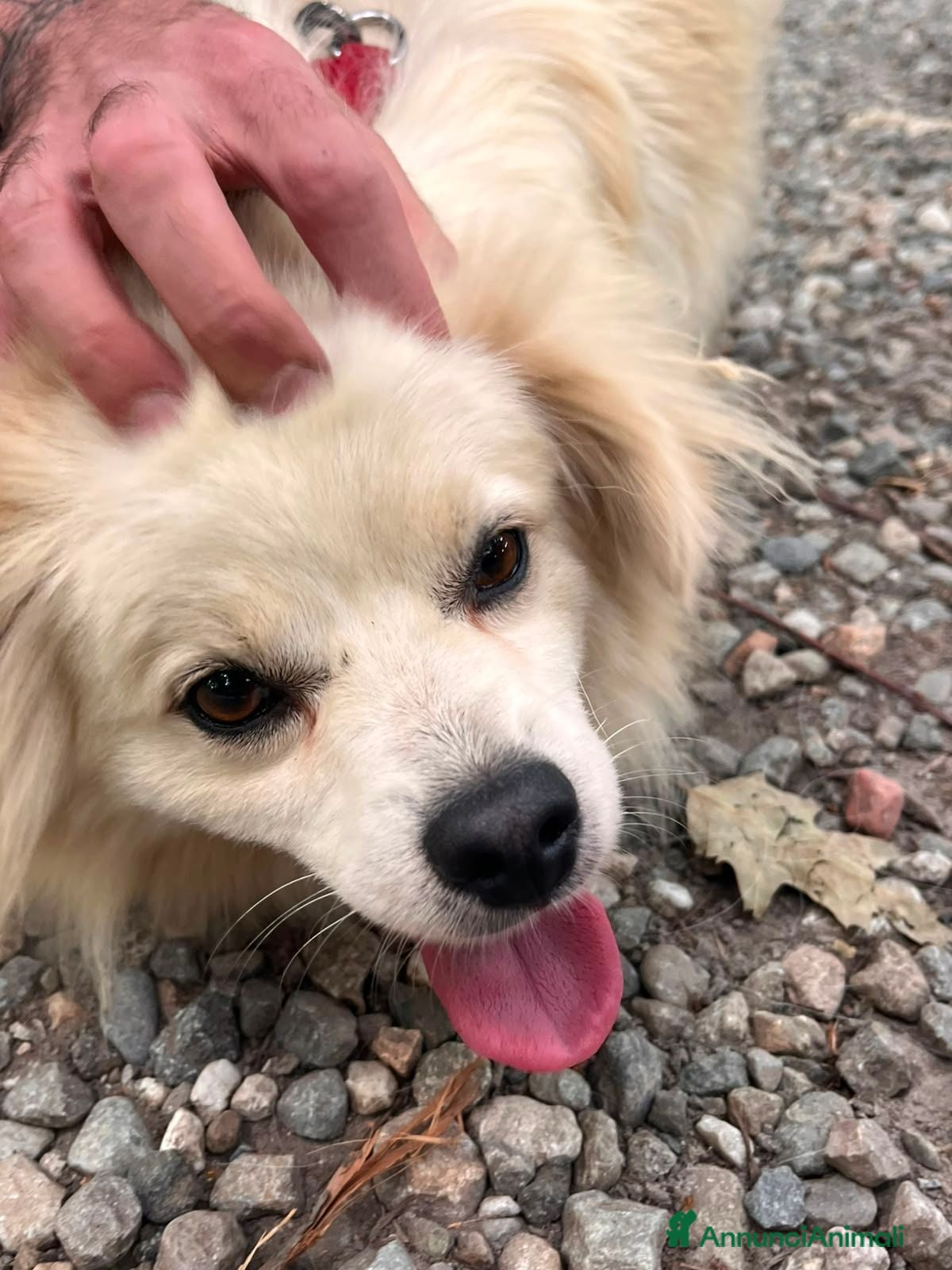 Meticcio cani Cooki, tenero e affettuoso simil volpino - Annuncio 27