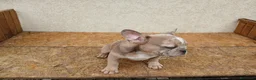 Bulldog Francese cani in vendita: Bulldog francesi merle e blu - Annuncio 3