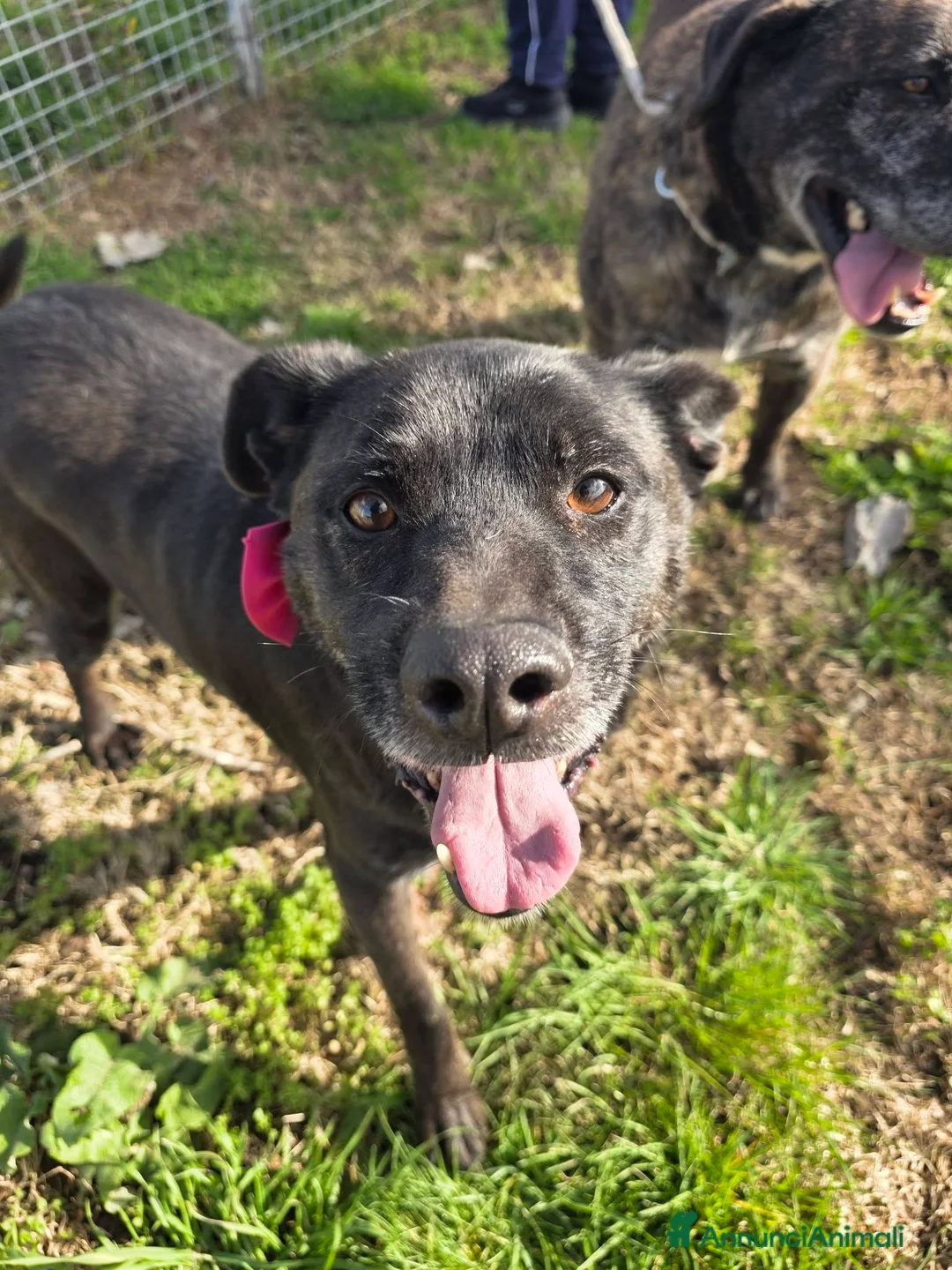Meticcio cani in regalo: Dama, in canile da una vita - Annuncio 11