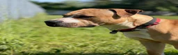 Meticcio cani in regalo: PABLO CERCA CASA - Annuncio 3