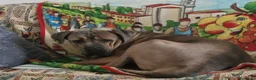 Cane Corso cani in regalo: Vendo cane corso a Provincia di Ferrara - Annuncio 3