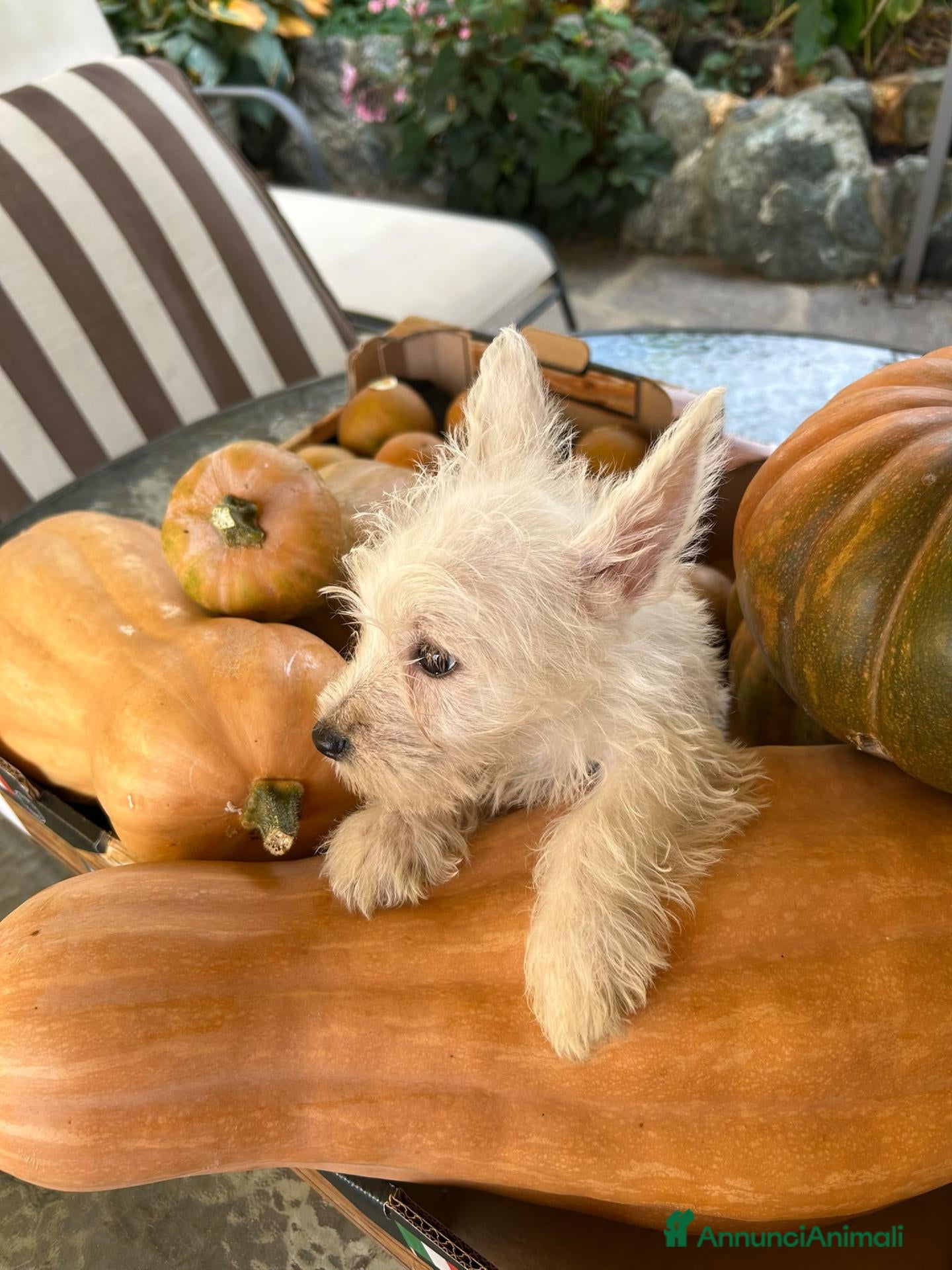 West Highland cani West Highland White Terrier - Annuncio 2