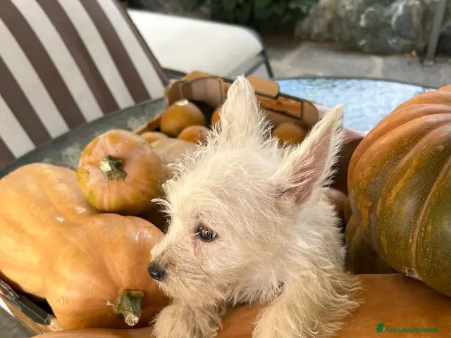 West Highland cani West Highland White Terrier - Annuncio 2