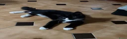 Maine Coon gatti in vendita: Maine Coon  - Annuncio 7