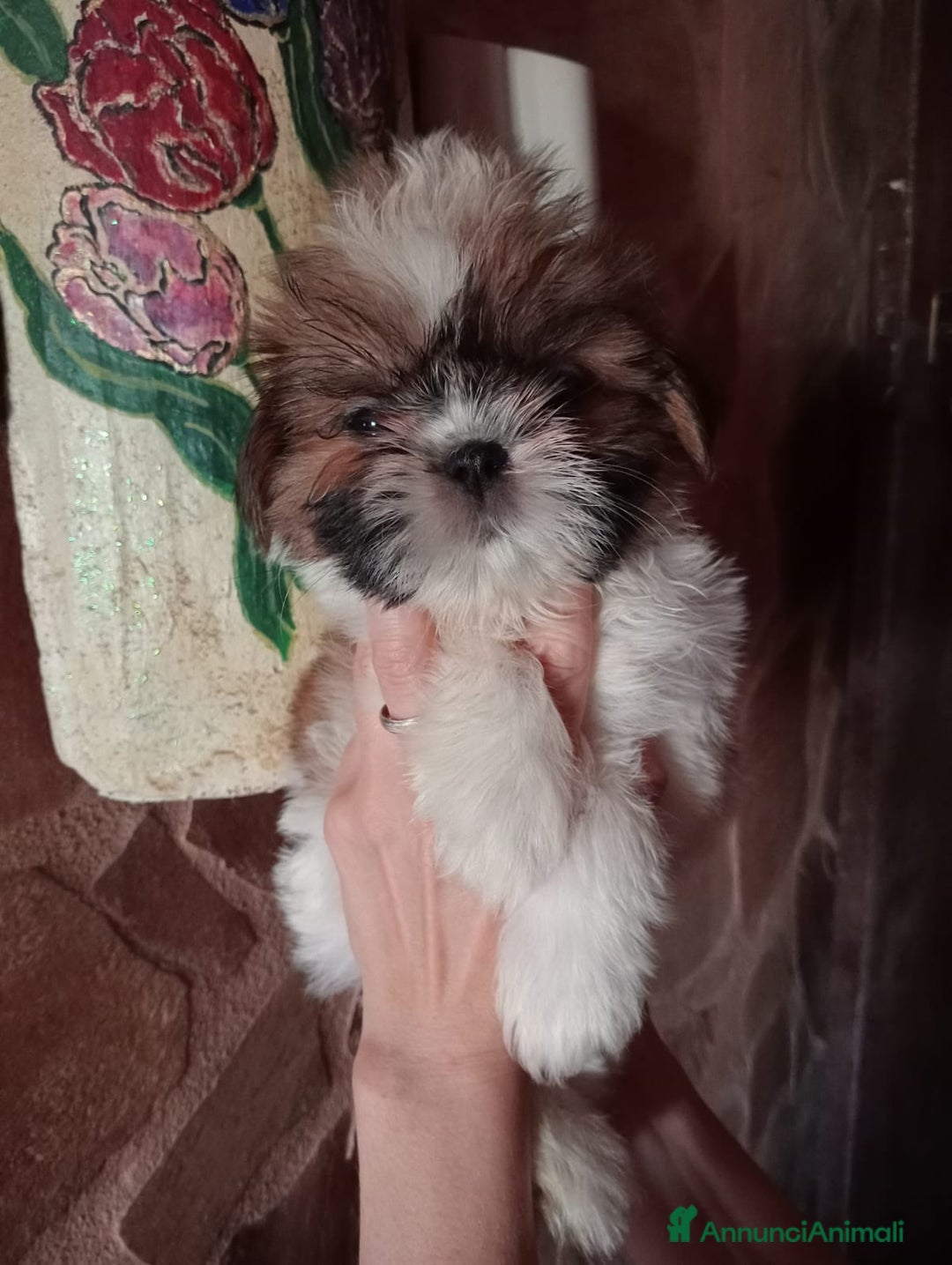 Shih Tzu cani in vendita: Cuccioli di shih Tzu  - Annuncio 10