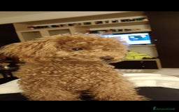 Barboncino cani per accoppiamento: BARBONCINO TOY RED per accoppiamento  a Città Metropolitana di Firenze - Immagine 2