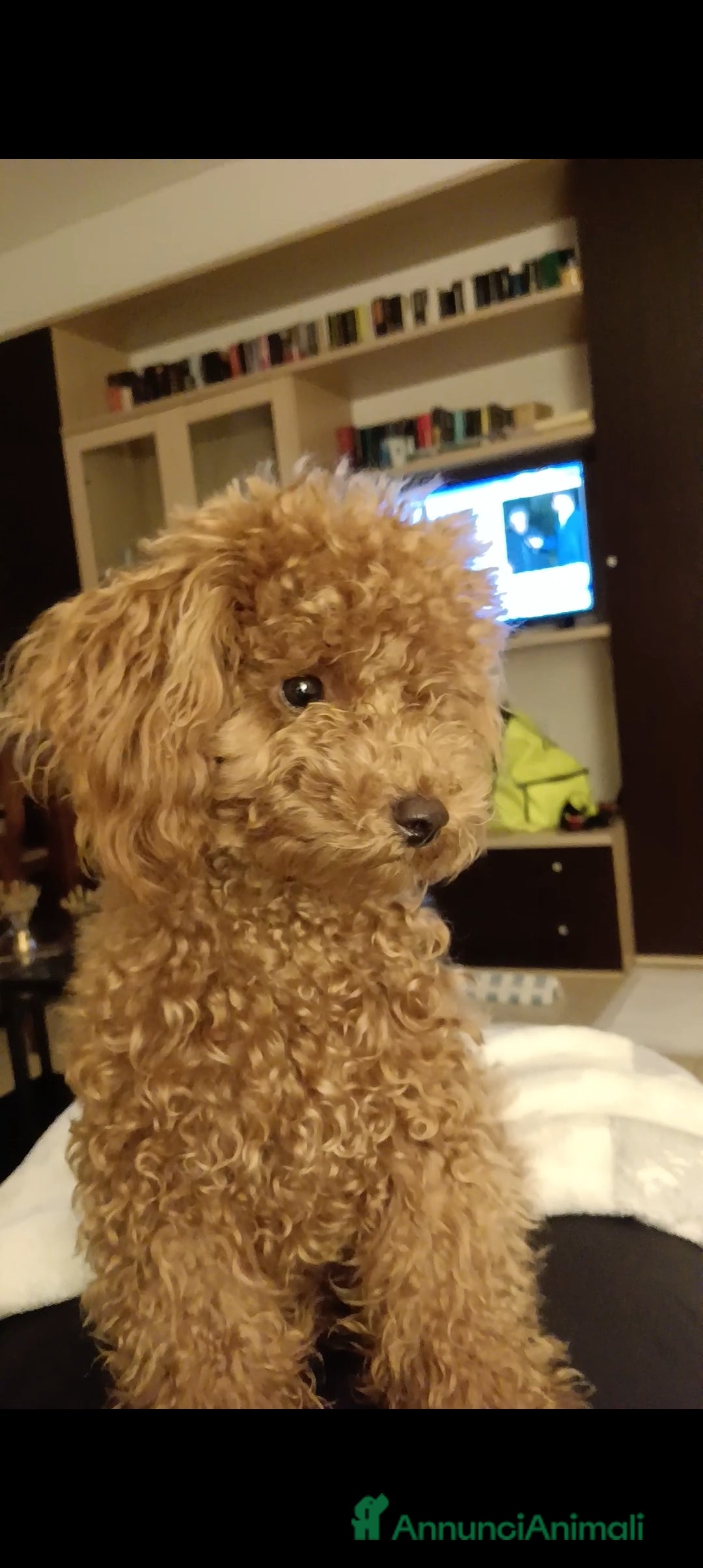 Barboncino cani per accoppiamento: BARBONCINO TOY RED per accoppiamento  a Città Metropolitana di Firenze - Annuncio 2