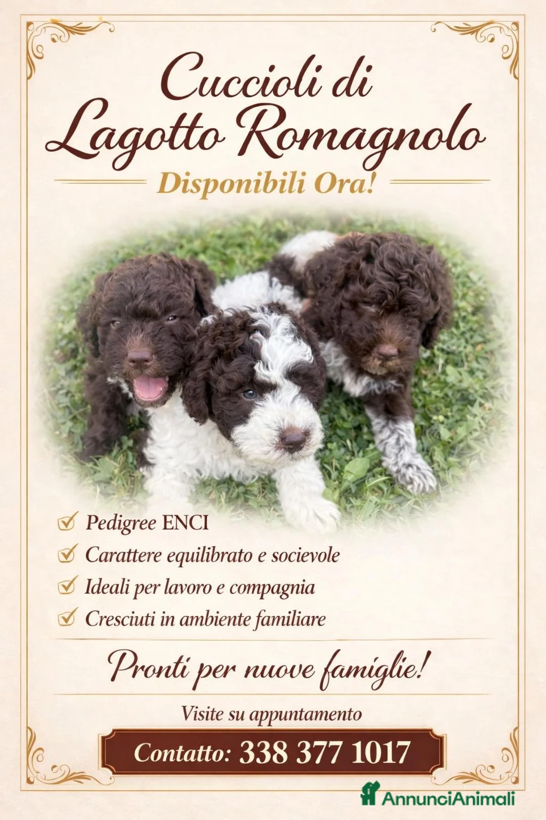 Lagotto cani in vendita: Vendo cuccioli di Lagotto romagnolo - Annuncio 5