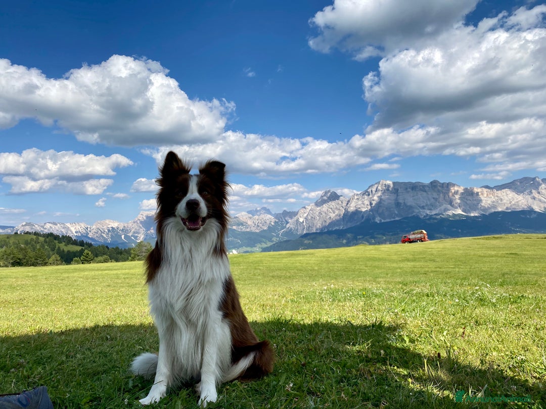 Border Collie cani per accoppiamento: Zazzy  - Annuncio 2
