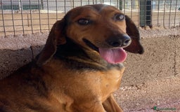 Segugio cani in regalo: Puck segugetto 5 anni cerca casa - adozione - Immagine 4