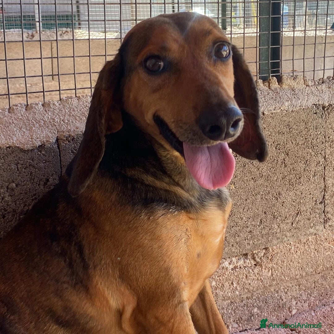 Segugio cani in regalo: Puck segugetto 5 anni cerca casa - adozione - Annuncio 4