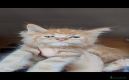 Maine Coon gatti in vendita: DOLCISSIMI CUCCIOLI - Immagine 12