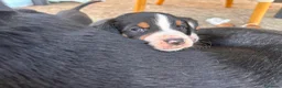 Grande Bovaro Svizzero cani in vendita: Grandi cuccioli di cane svizzero - Annuncio 4